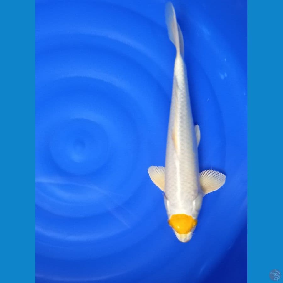 tc hariwake 40cm