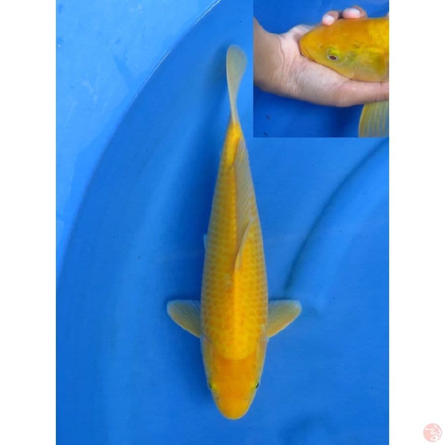 35cm - Red eye karasi