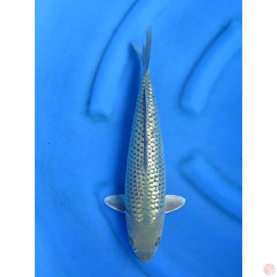 33cm - Soragoi Full Ginrin 