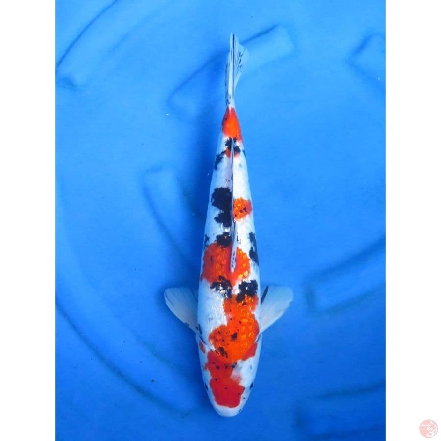 40cm , sanke ginrin 