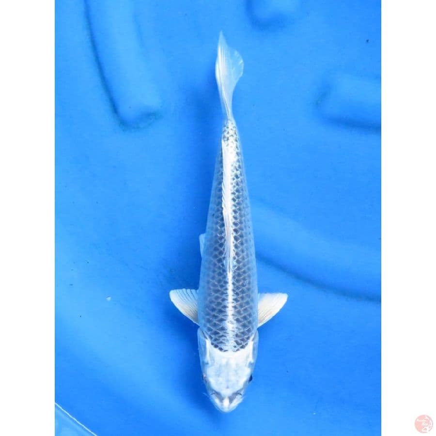 30cm - Matsuba SQ 