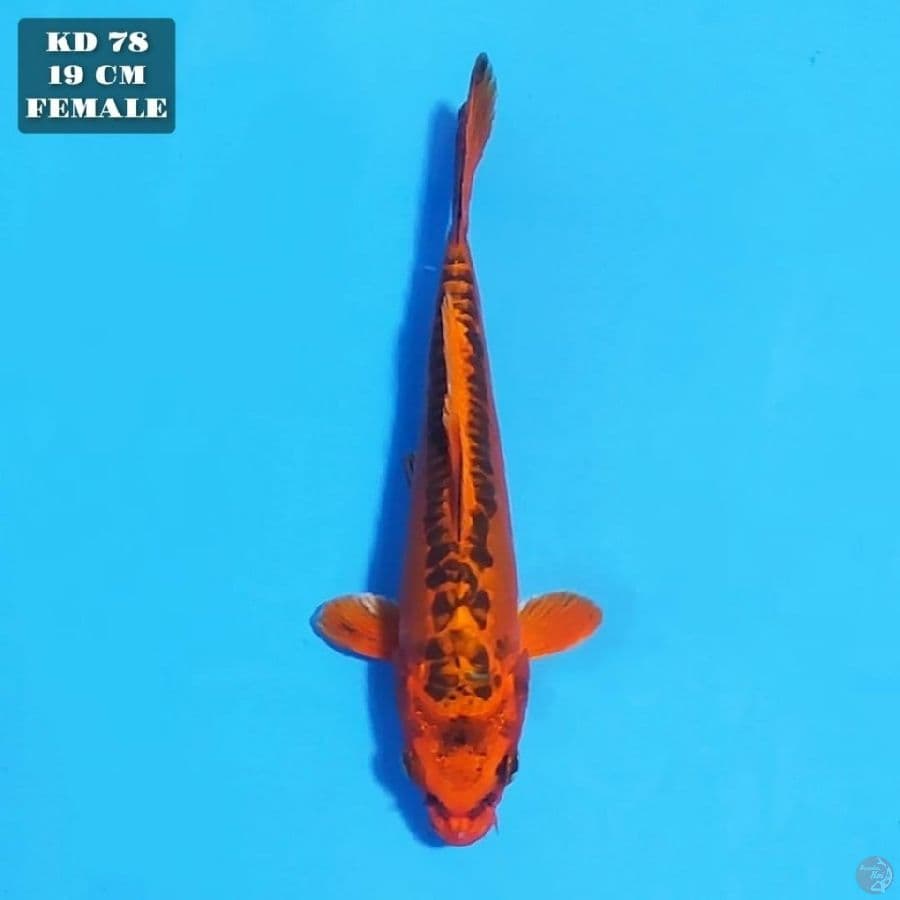 kikokuryu 19cm female 