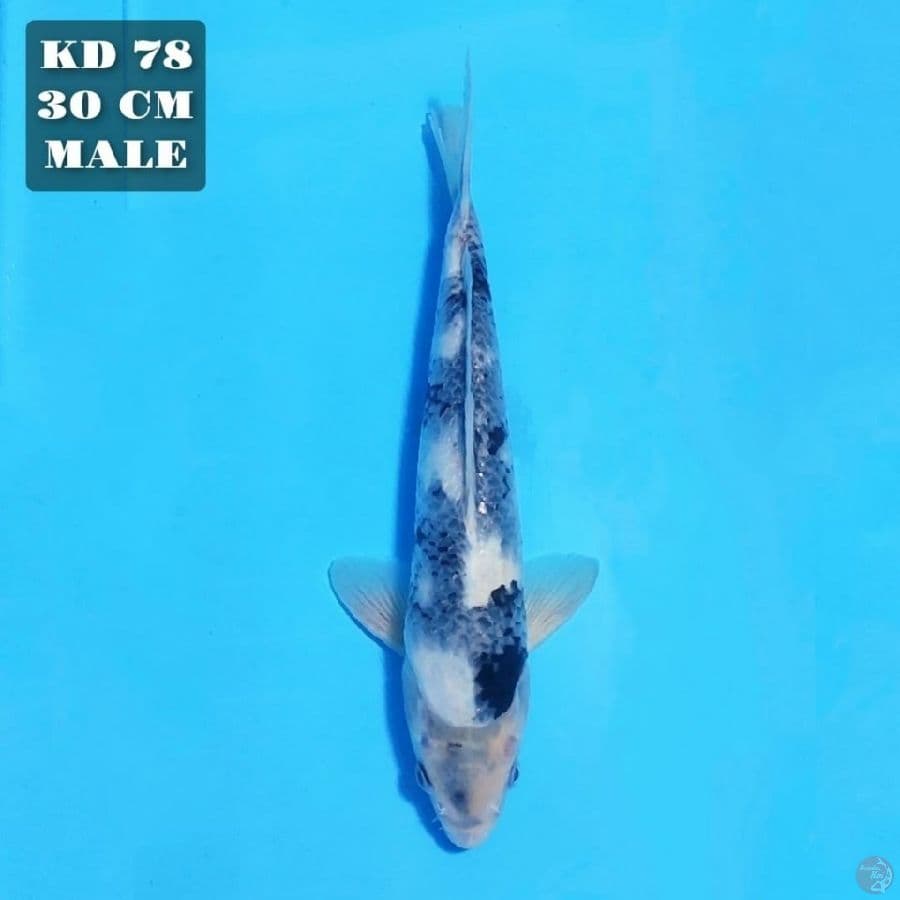 shiro 30cm male