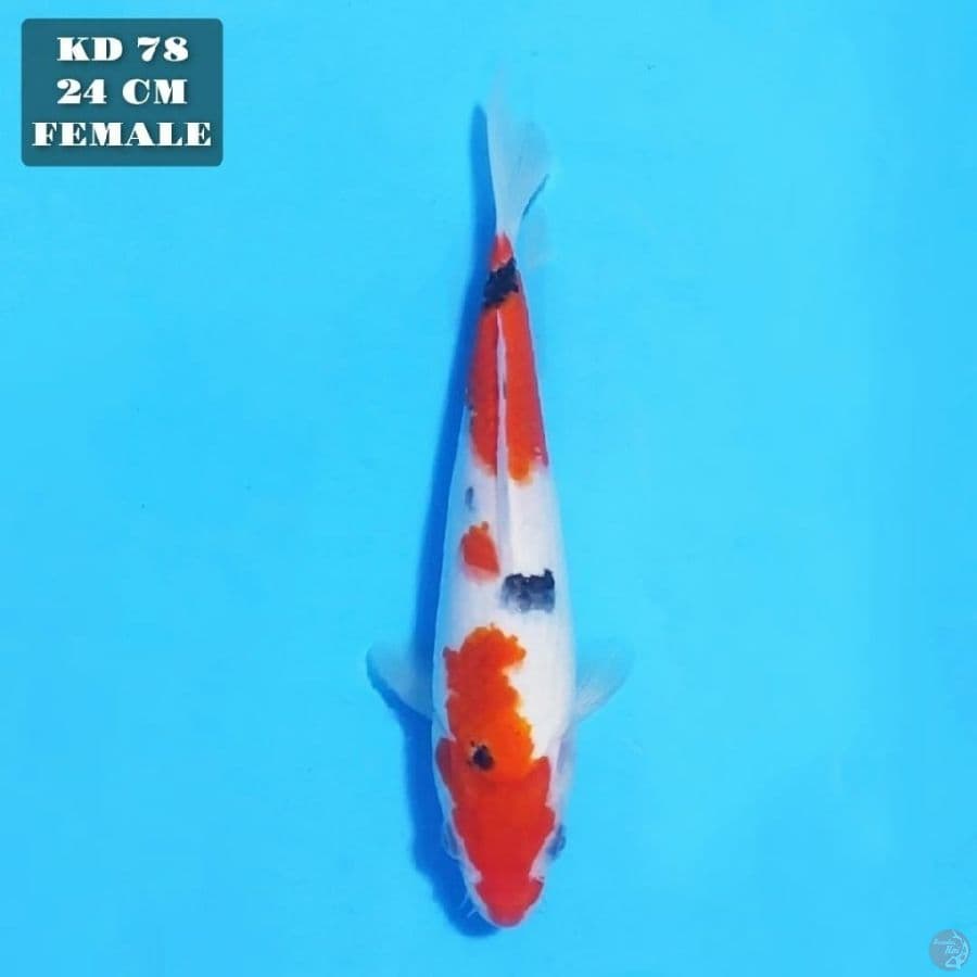 showa 24cm female