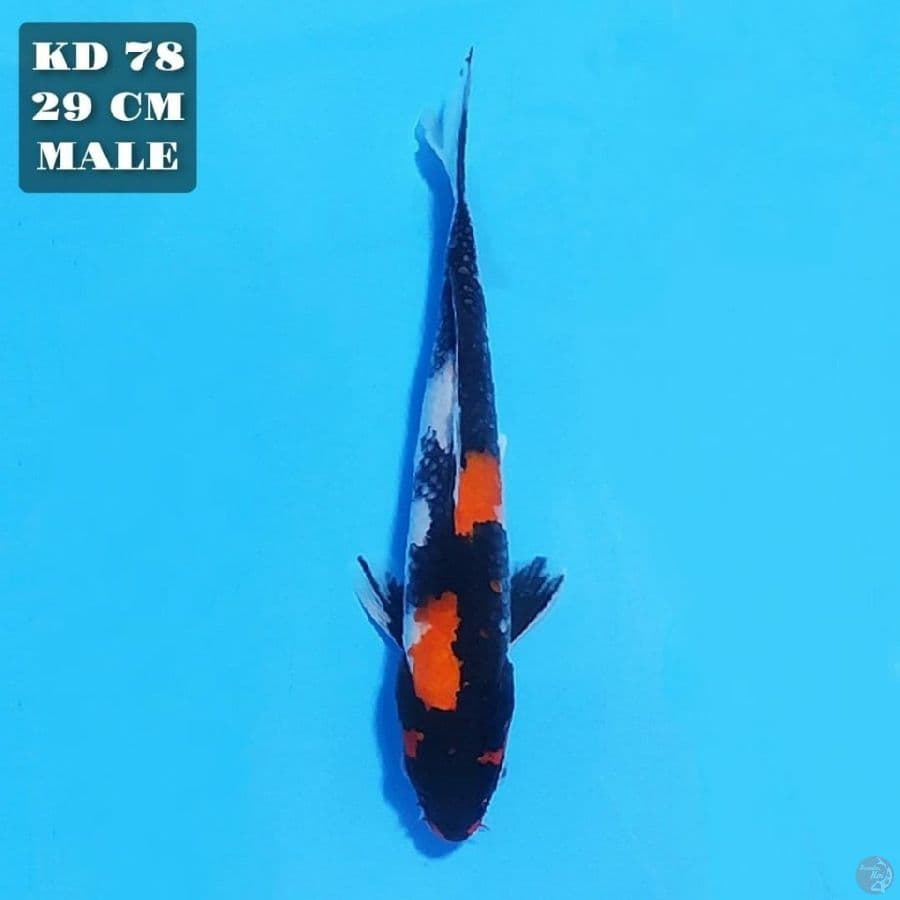 showa 29cm male 