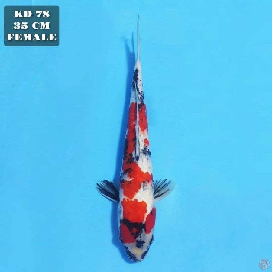 showa 35cm female 