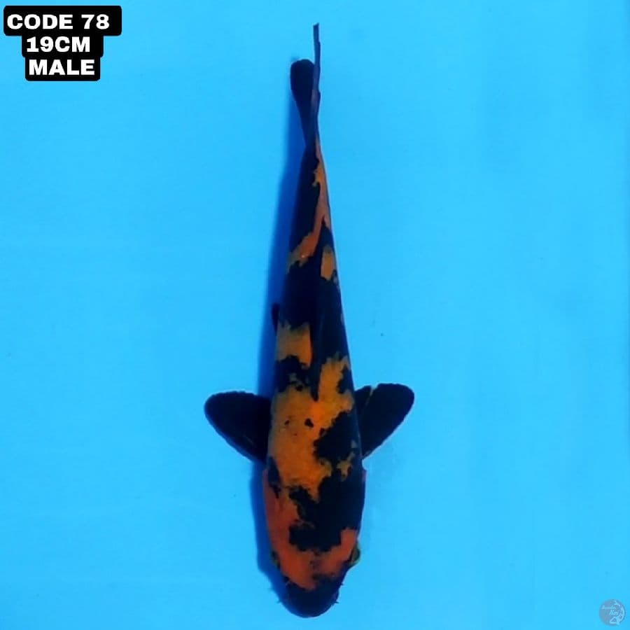hi utsuri 19cm male 