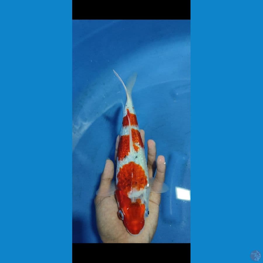 gindrin Ghosiki 27 cm