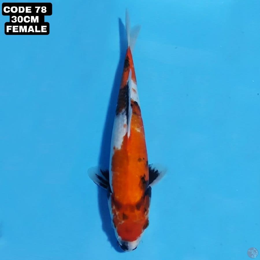 showa 30cm female 