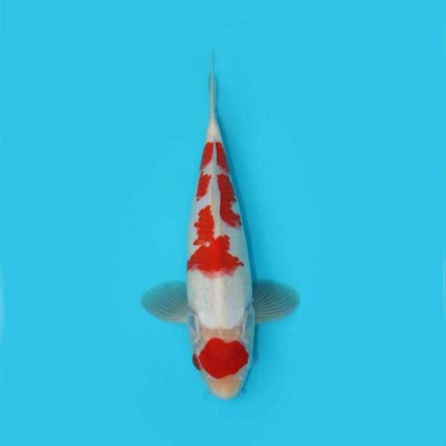27 cm - KOHAKU