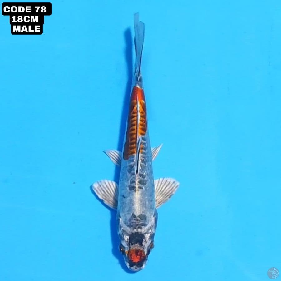 kikokuryu 18cm male