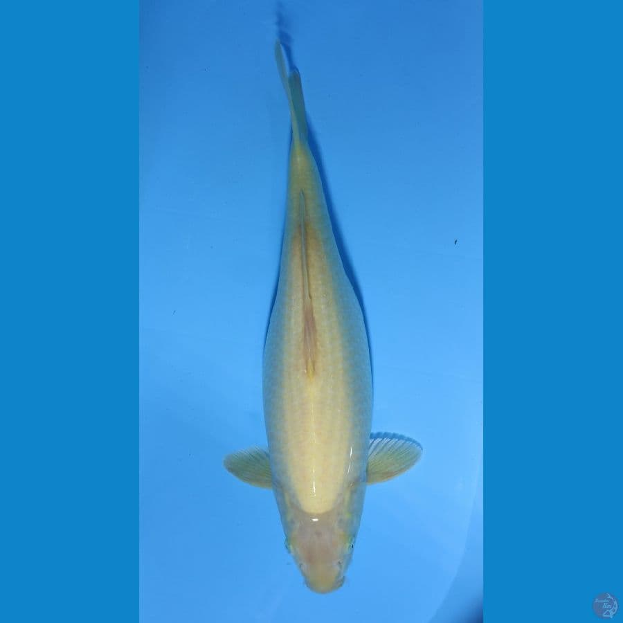 KARASHI 49CM FEMALE