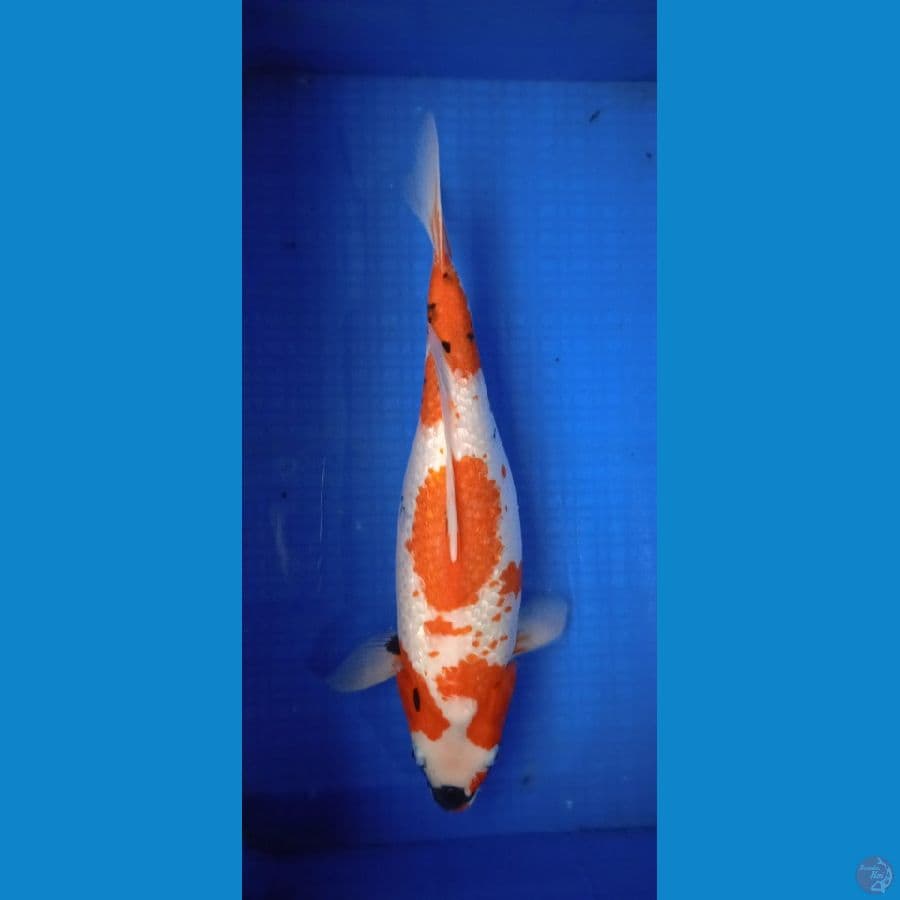 Showa tategoi gindrin size 46 cm