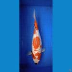 Showa tategoi gindrin size 46 cm