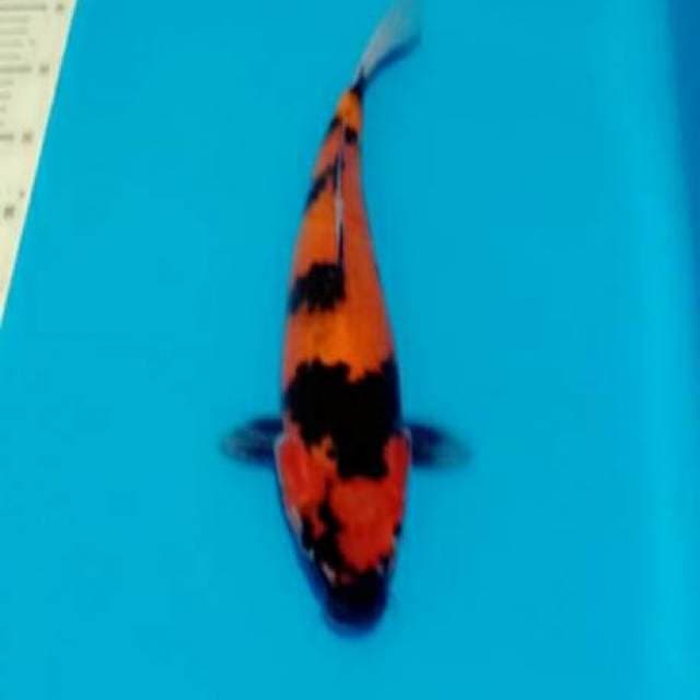 Showa 33cm