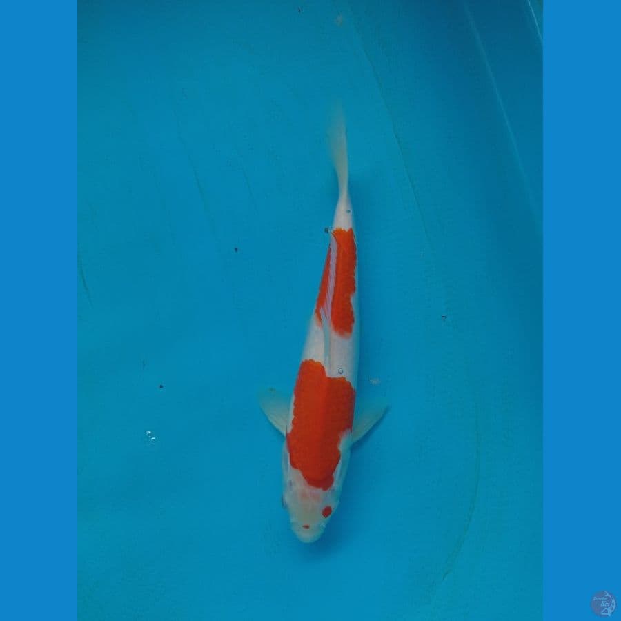 Kohaku Bosu 