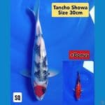 (SQ)Tancho showa F1 sz 30cm Plus Bonus