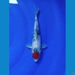 Tancho Showa sz 28cm
