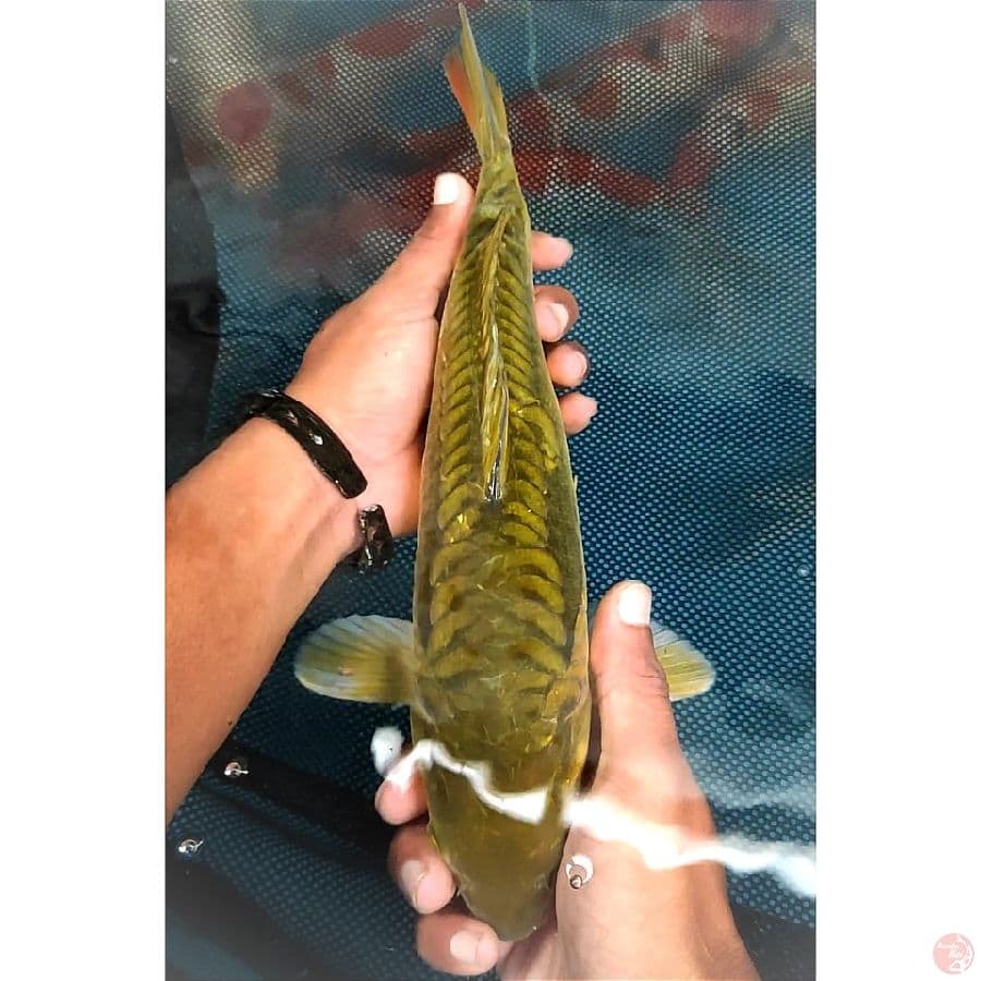 35cm