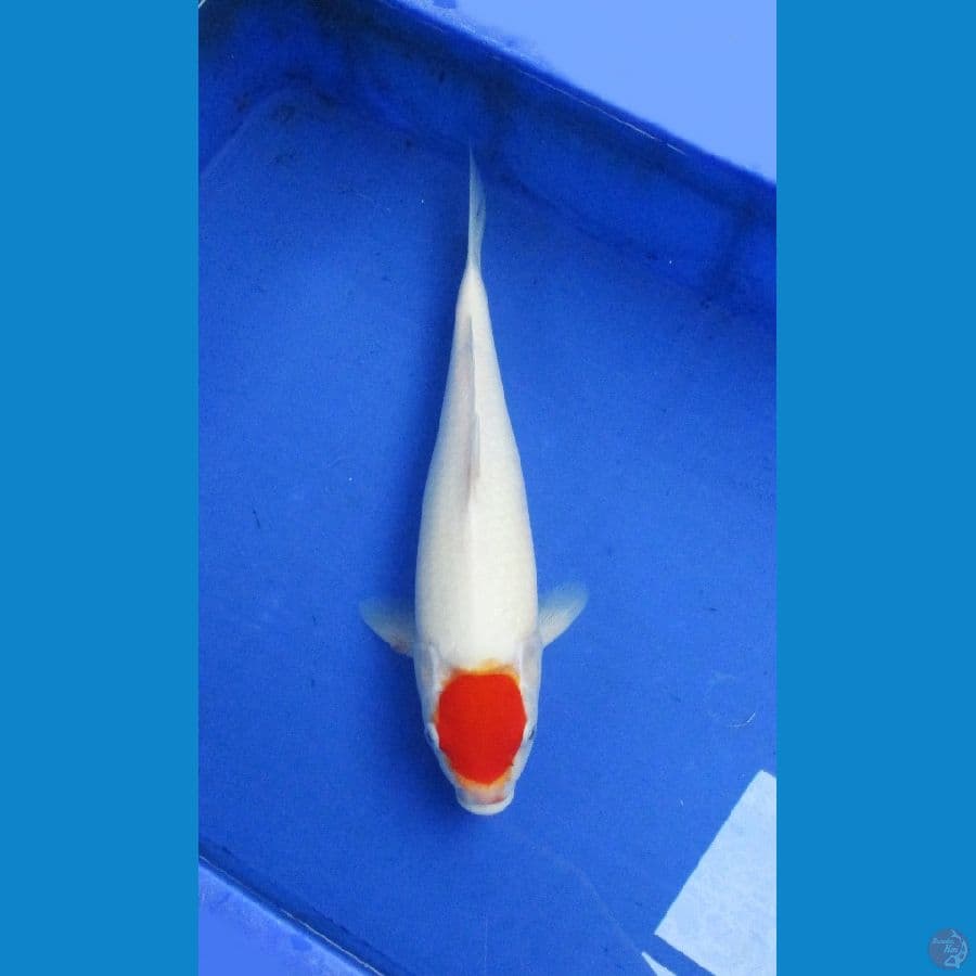 tancho ±35cm