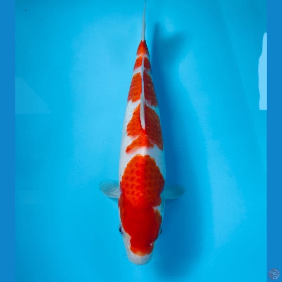 kohaku, 30 cm