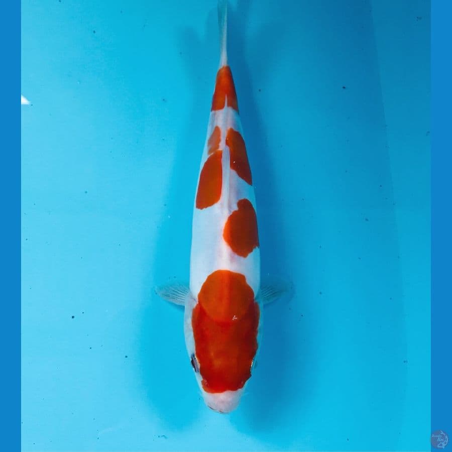 kohaku doitsu, 22 cm