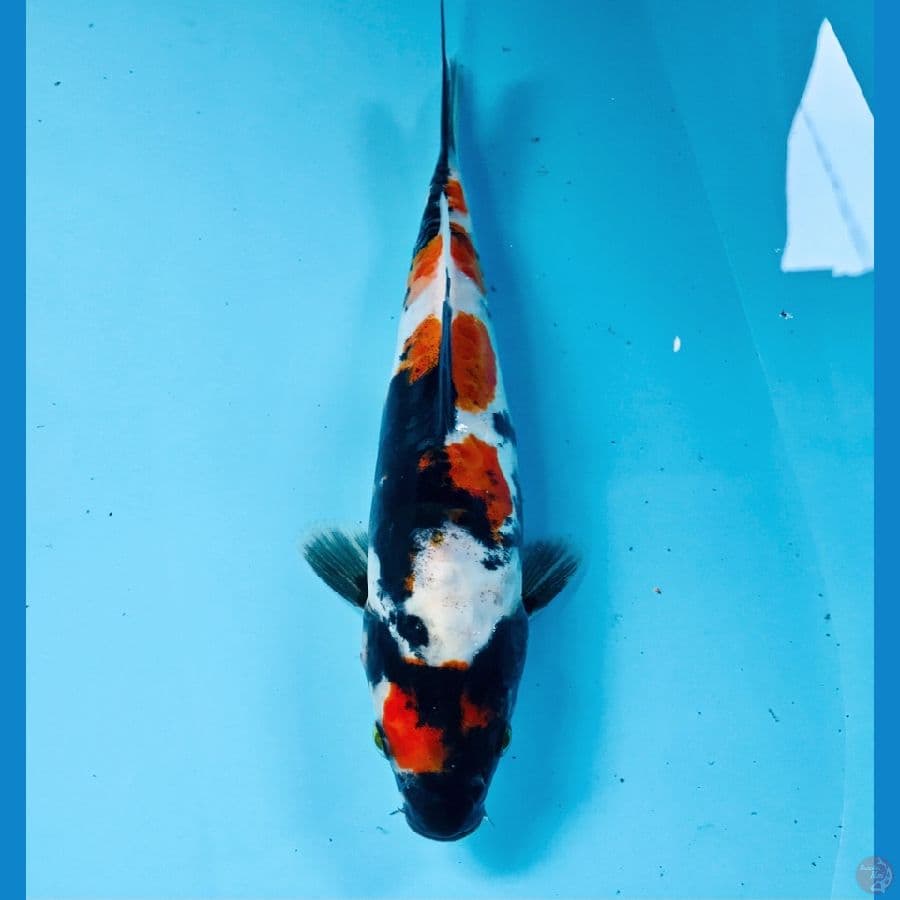 showa doitsu, 20 cm