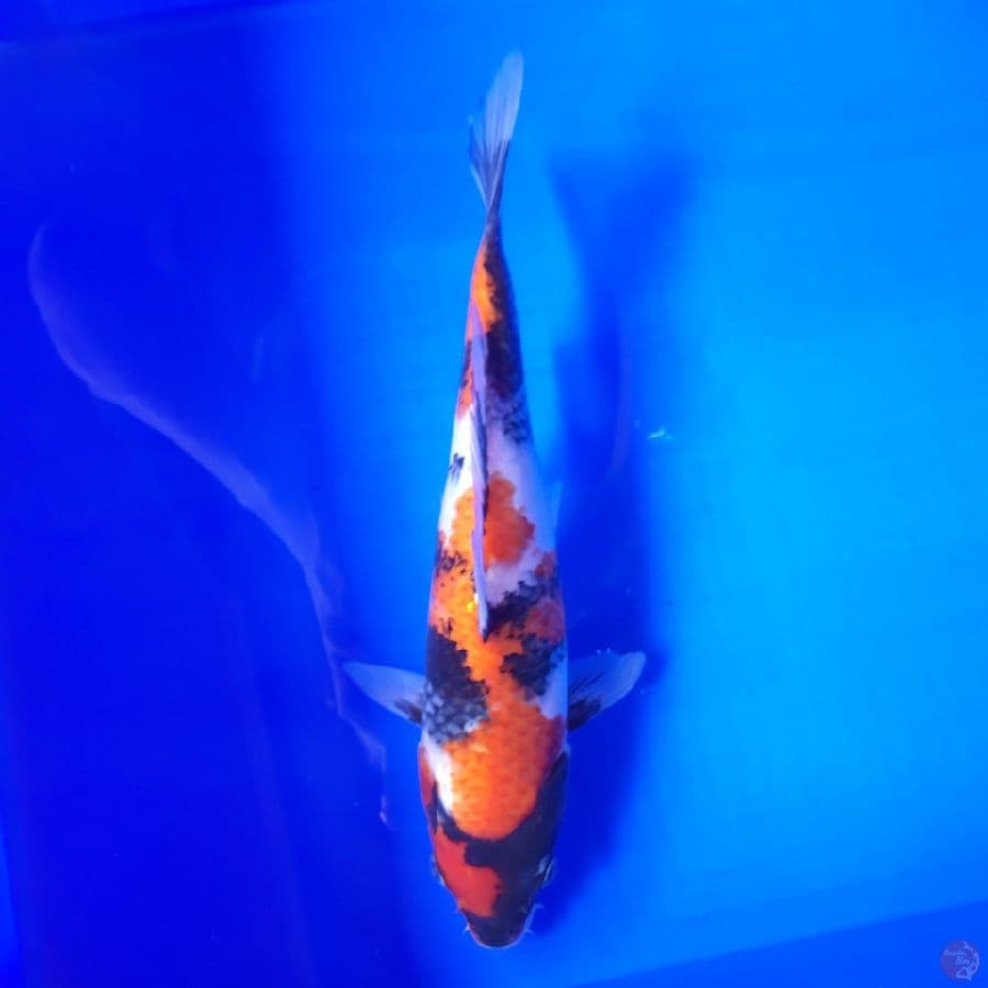 Showa Petir 25cm