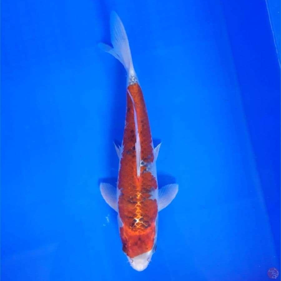 Red Goshiki 29cm