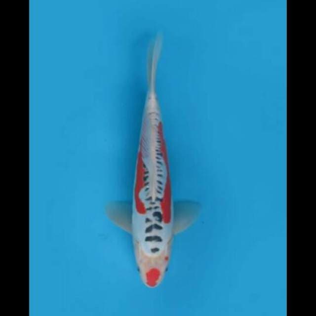 28cm Male Tosai - F1 Shusui 