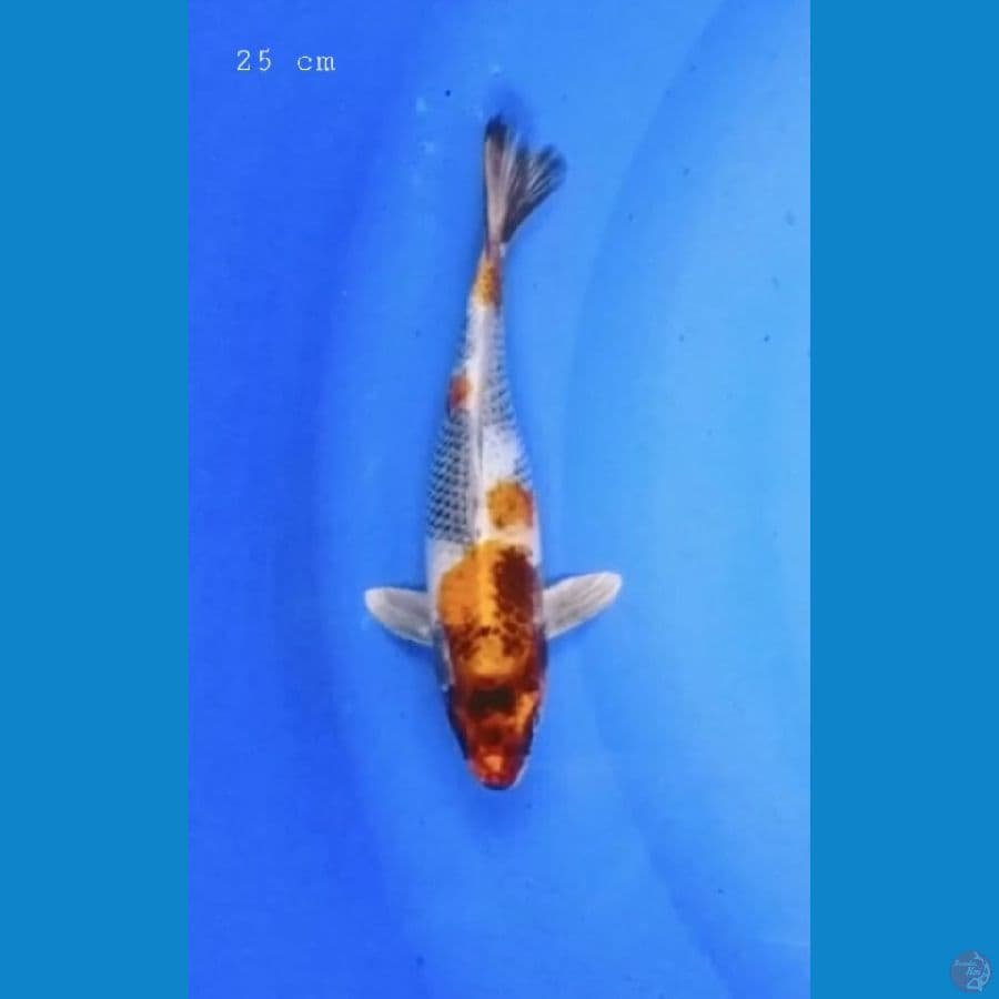 Kin Showa 25 cm