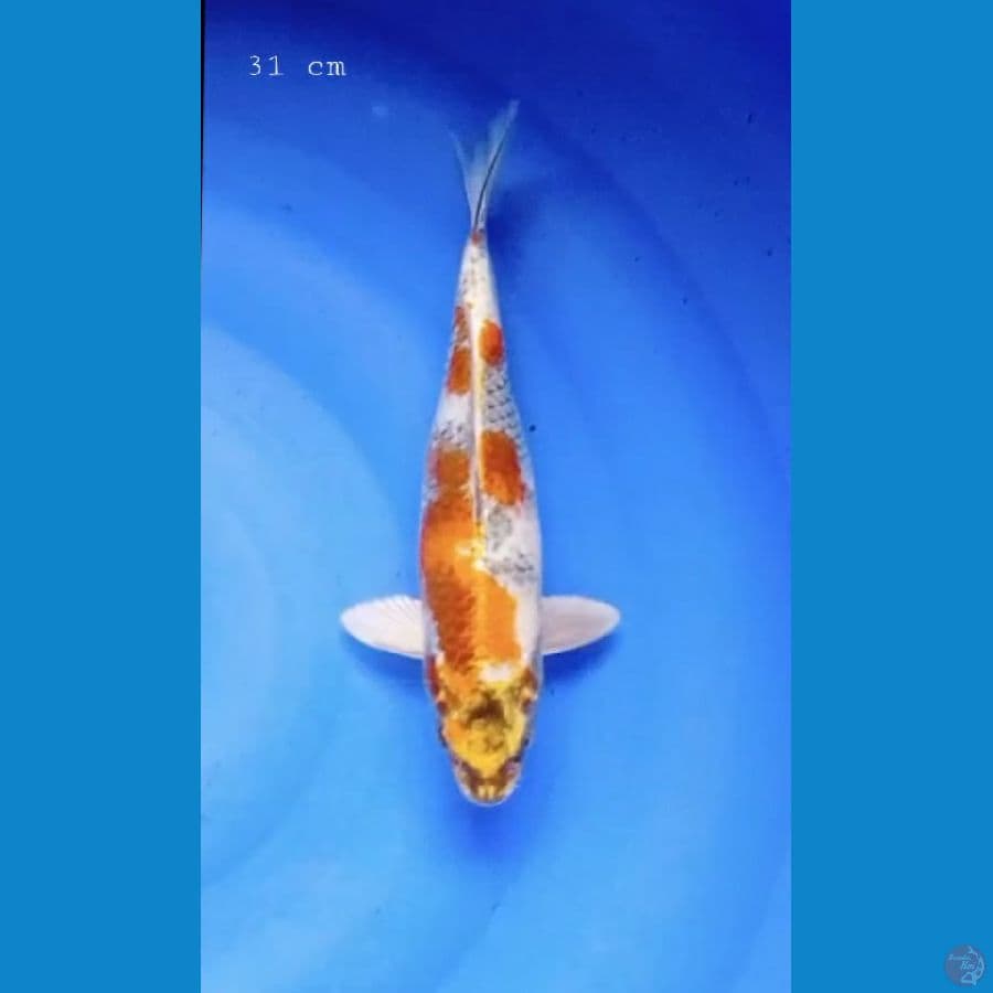 Kin Showa 31 cm