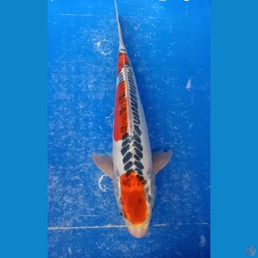 kujaku doit 36 cm