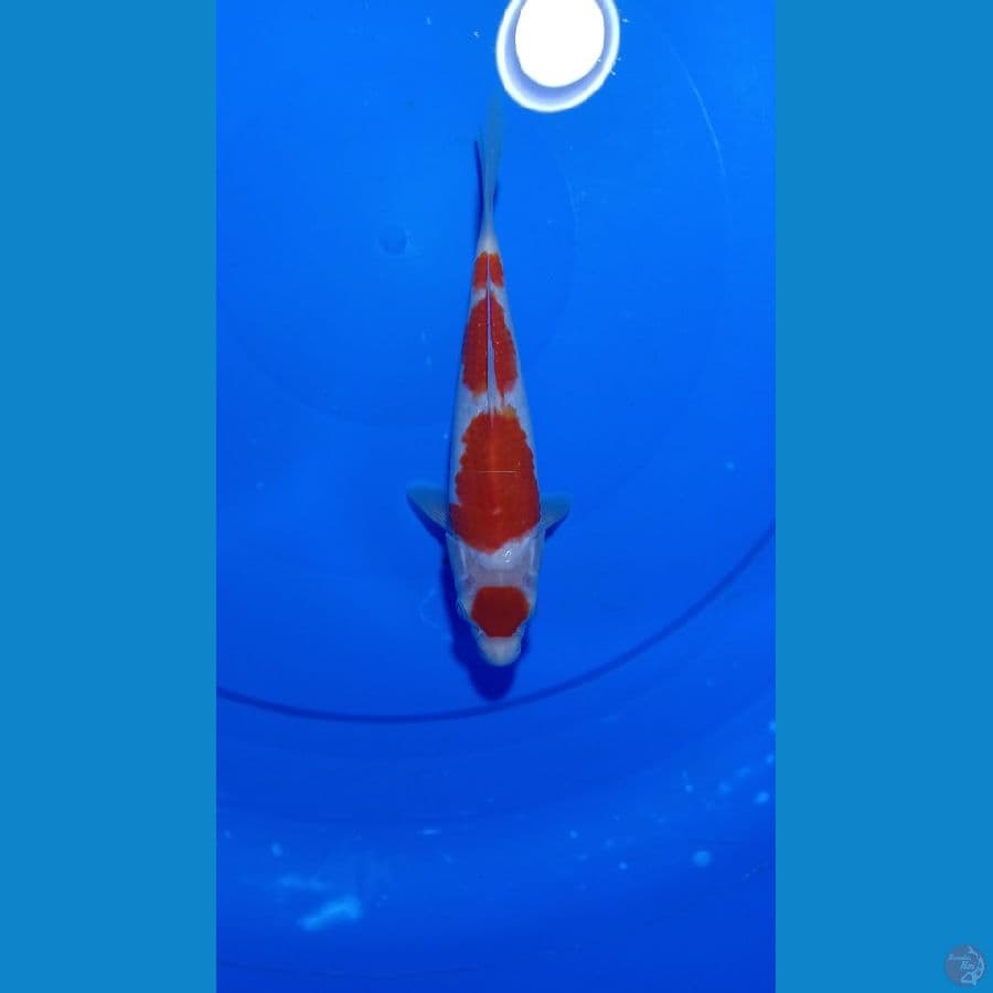 Lelang Kohaku Maruten