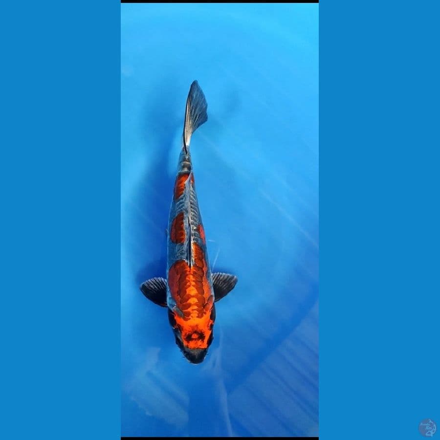 benykikoriyu