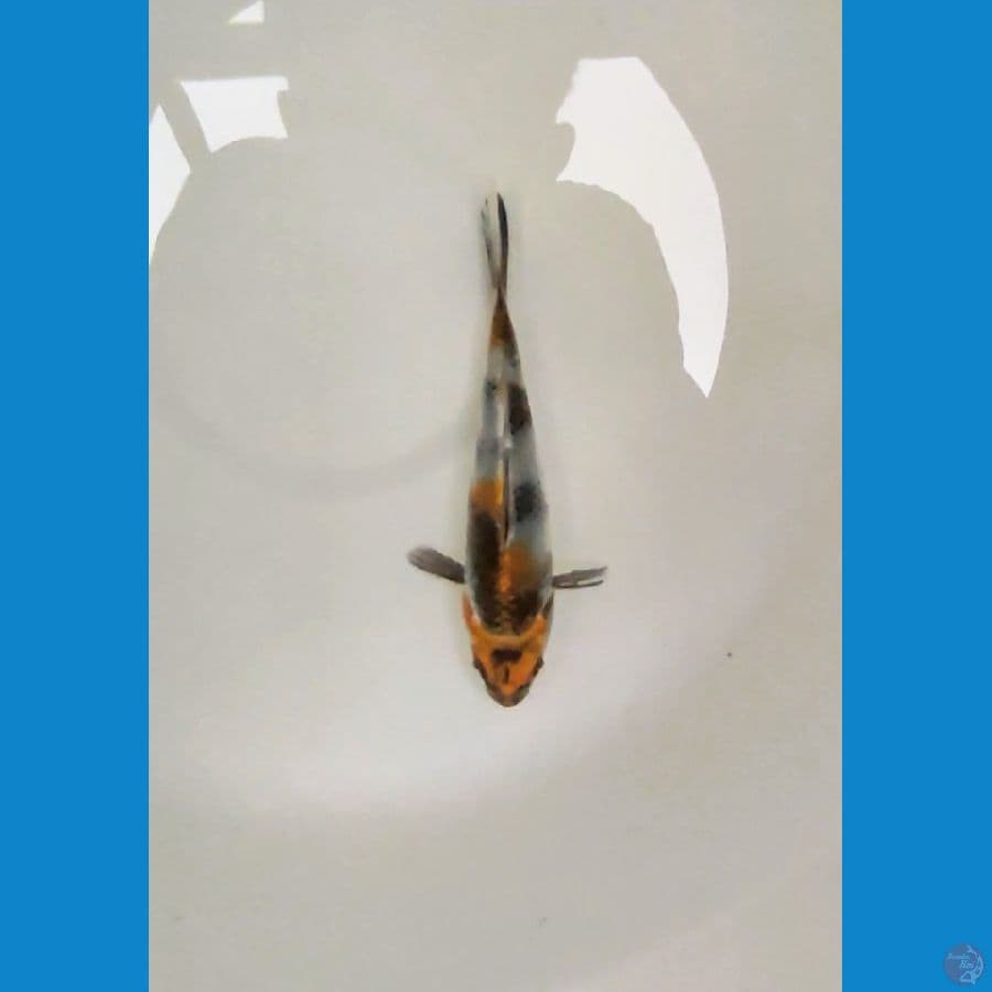 gin sowa joss