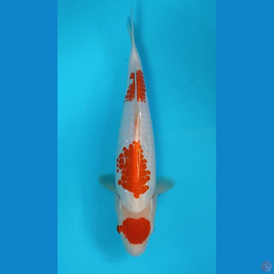 maruten kohaku 28cm