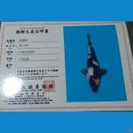 shiro1 25cm marusei