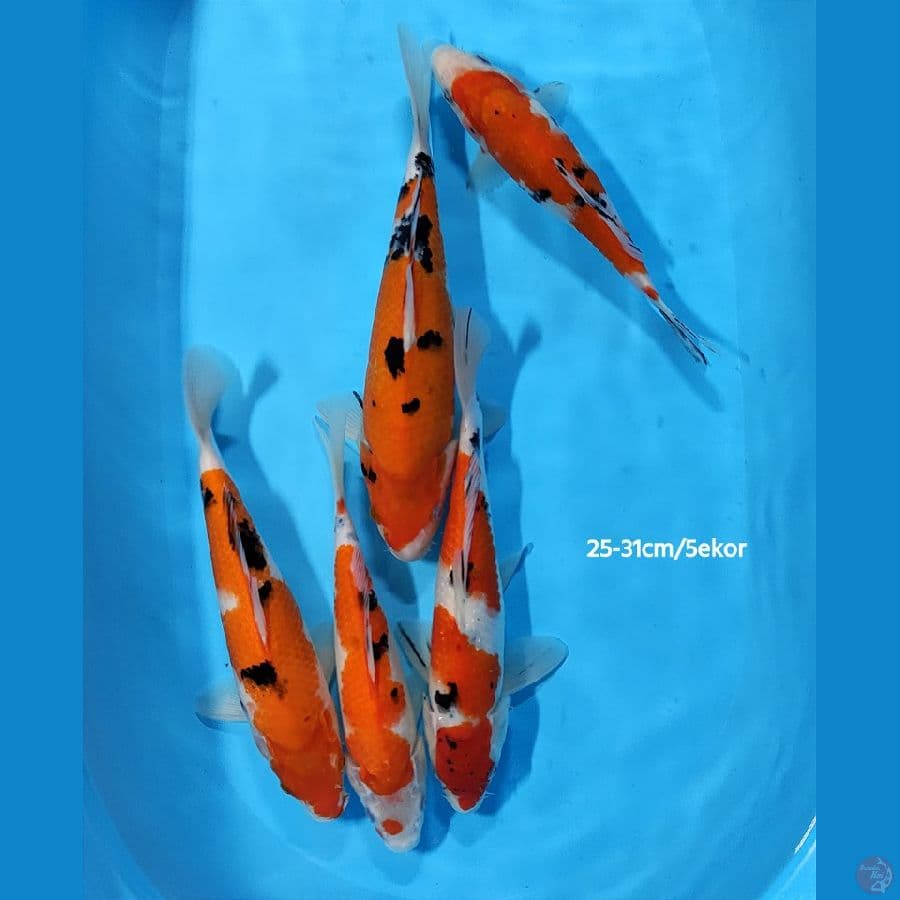 Sanke ~ 25-31cm / 5 ekor