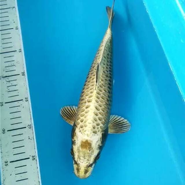 Gold Mukasi