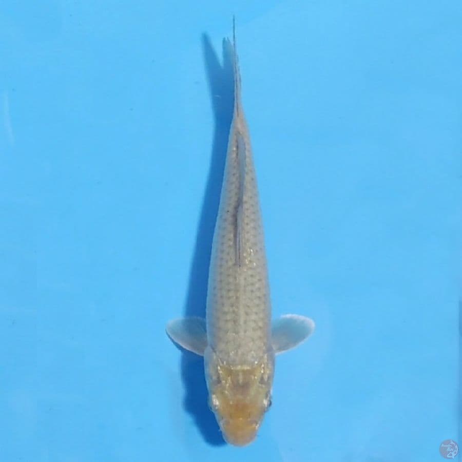 midori goi 22cm male 