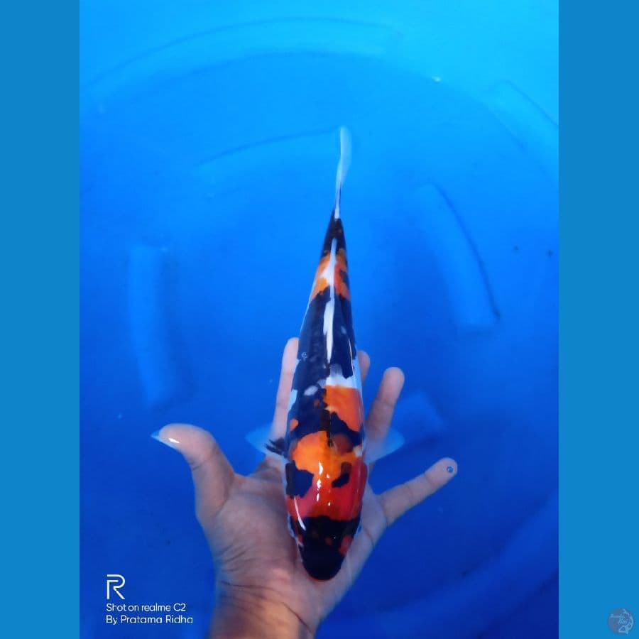 showa doitsu 28cm