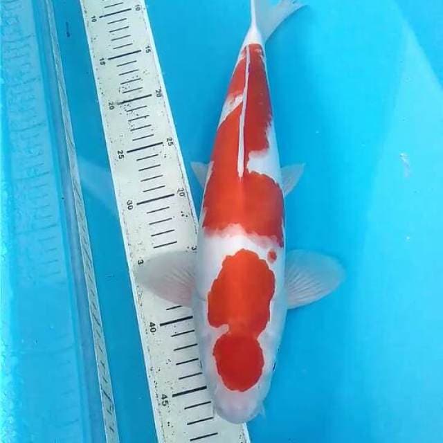 Kohaku