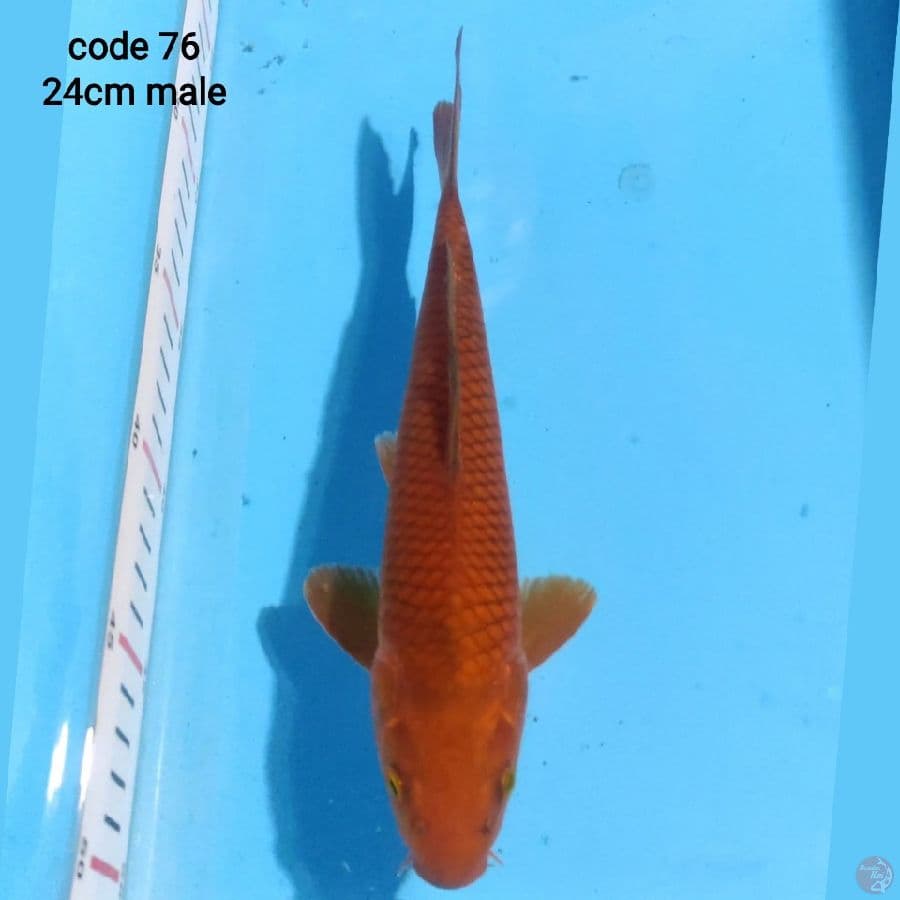 chagoi 24cm male 