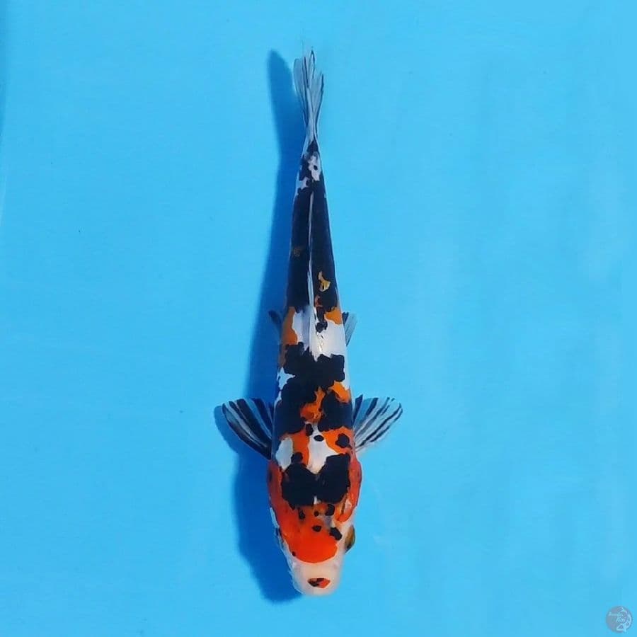doitsu sanke 22cm male 