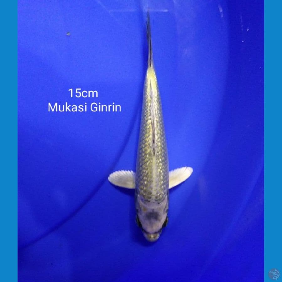 Mr Mukasi Ginrin