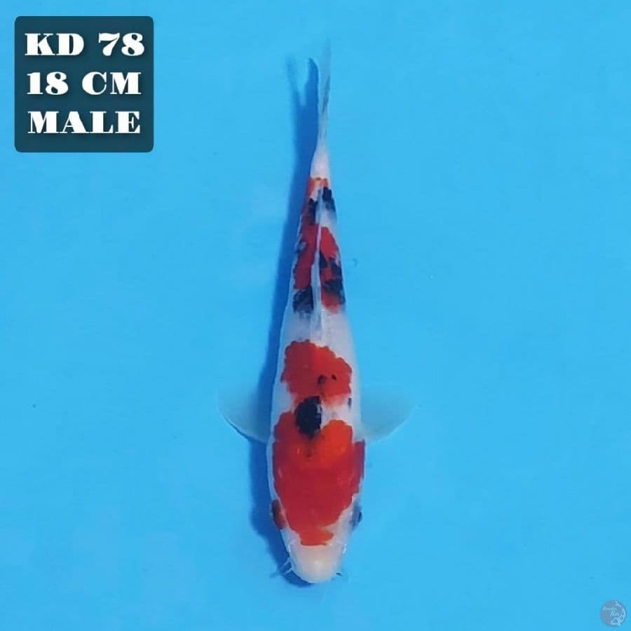 taisho sanke 18cm male