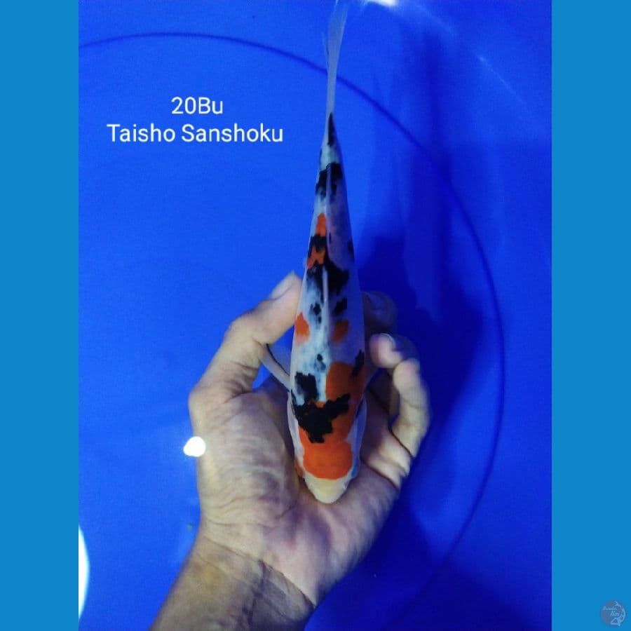 Mr Taisho