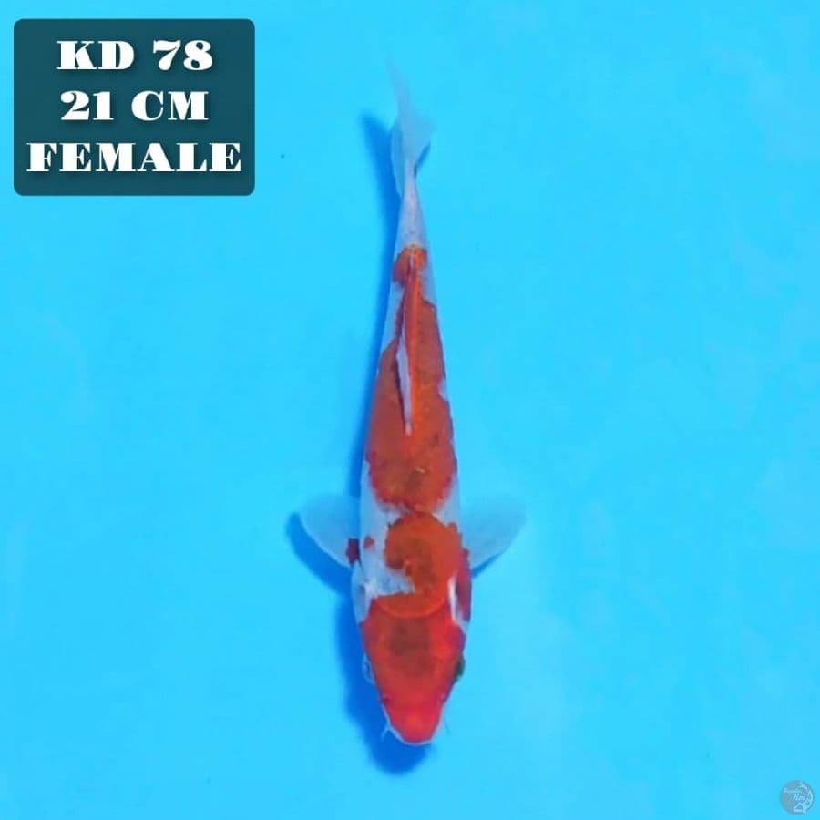 goshiki 21cm female 