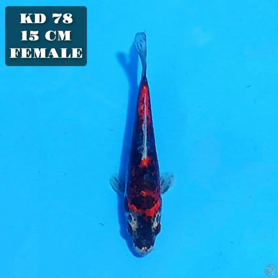 kikokuryu 15cm female 